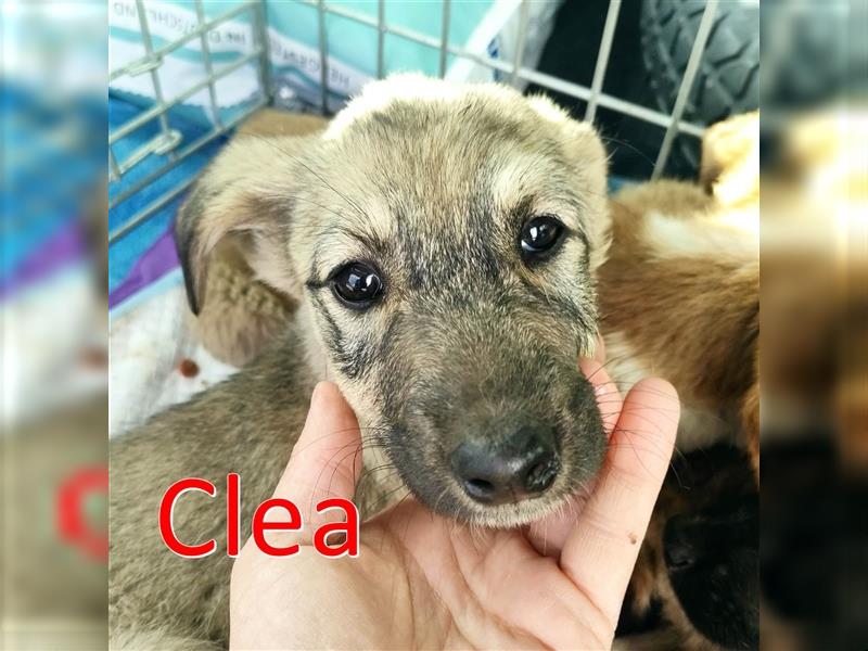 CLEA ❤  wartet in 30855 Langenhagen auf Dich