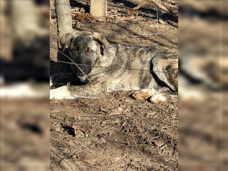 Elsa sucht Pflege- oder Endstelle (Rumänien)