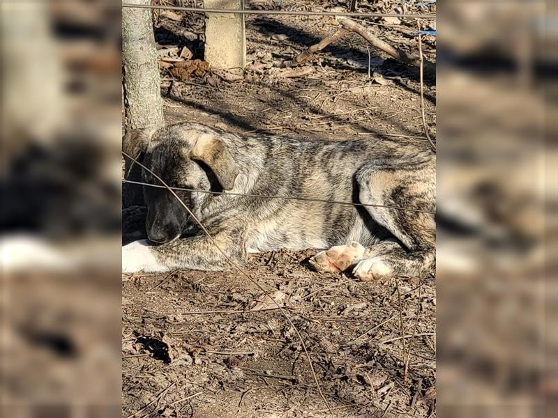 Elsa sucht Pflege- oder Endstelle (Rumänien)