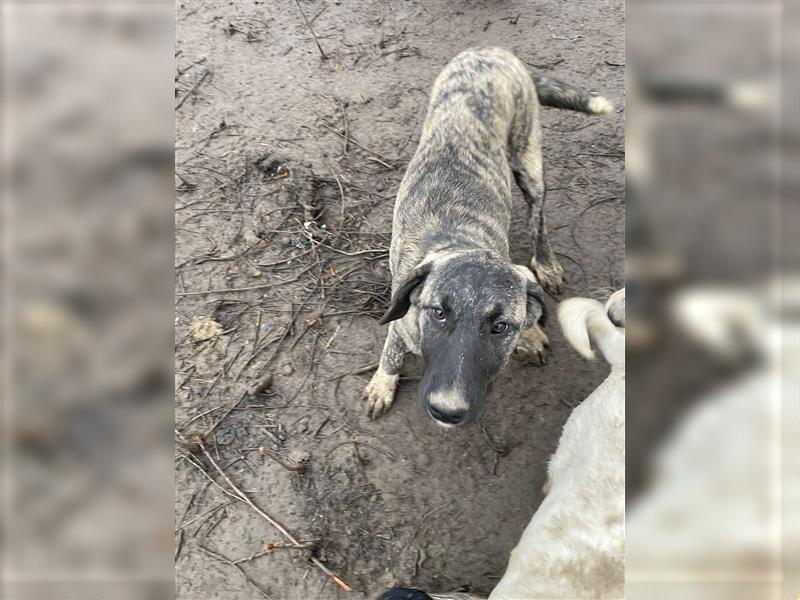 Elsa sucht Pflege- oder Endstelle (Rumänien)