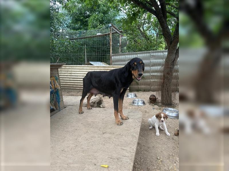 Tierschutzhündin Buffy sucht ein zu Hause