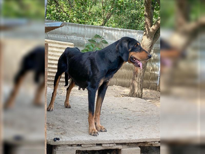 Tierschutzhündin Buffy sucht ein zu Hause