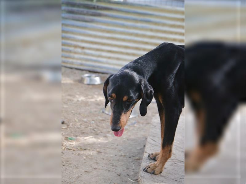 Tierschutzhündin Buffy sucht ein zu Hause