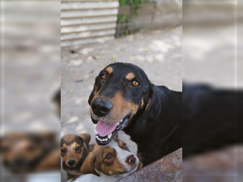 Tierschutzhündin Buffy sucht ein zu Hause