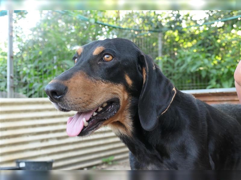 Tierschutzhündin Buffy sucht ein zu Hause