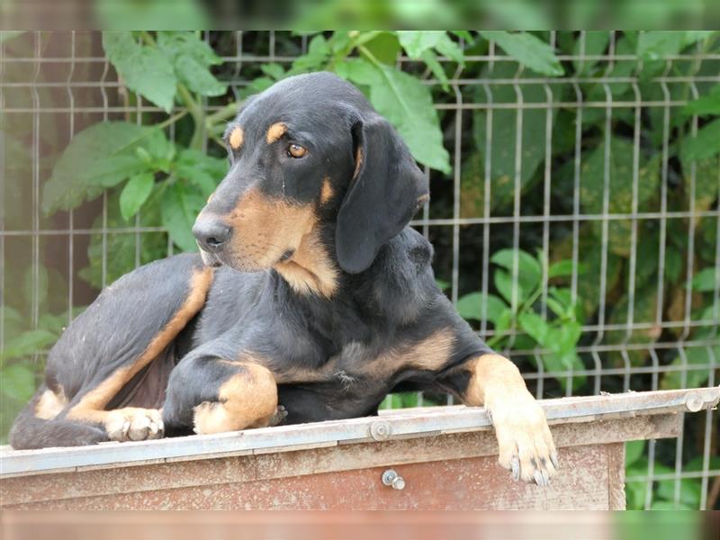 Tierschutzhündin Buffy sucht ein zu Hause