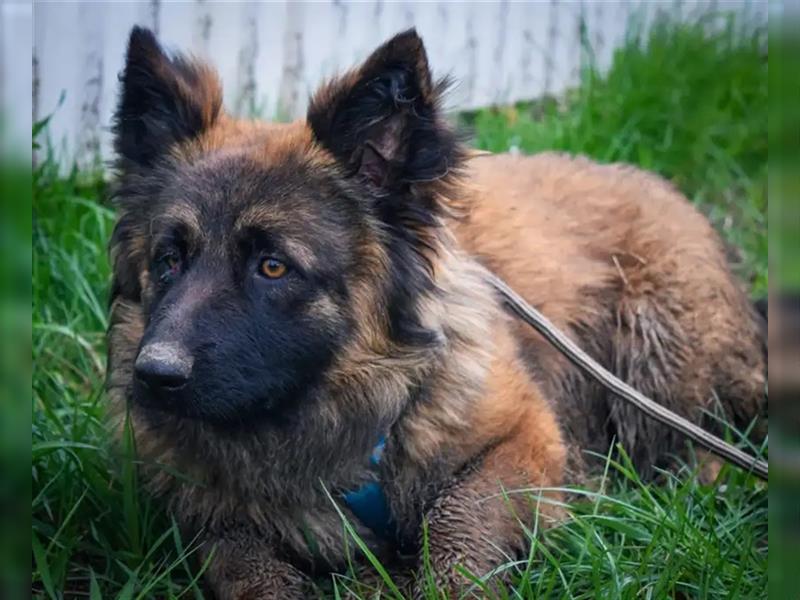 Amara, 03.2022 geboren, 40cm möchte ihre Menschen kennenlernen