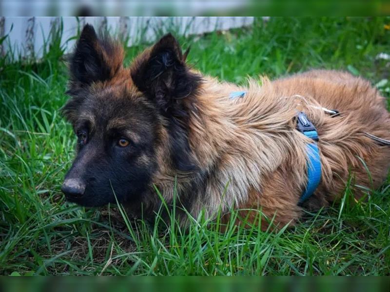 Amara, 03.2022 geboren, 40cm möchte ihre Menschen kennenlernen