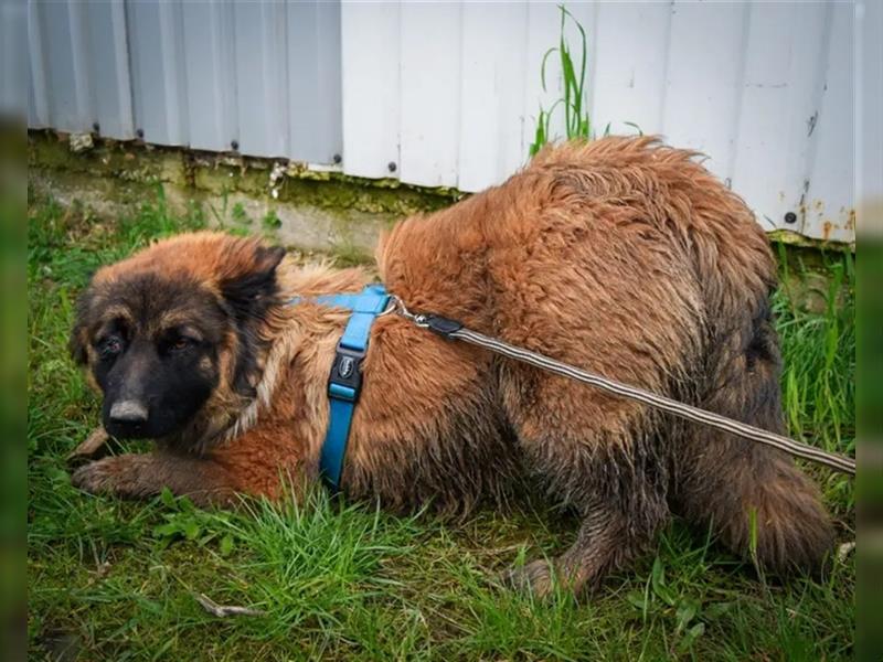 Amara, 03.2022 geboren, 40cm möchte ihre Menschen kennenlernen