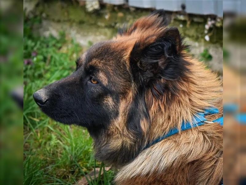 Amara, 03.2022 geboren, 40cm möchte ihre Menschen kennenlernen