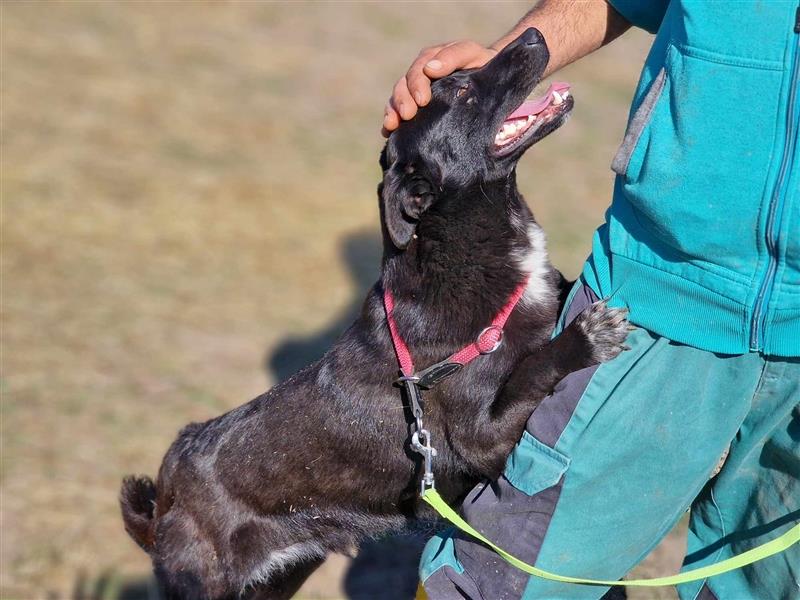 Raven – das perfekte kleine Mädchen