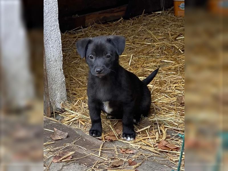 LaFay kleines Hundekind, in Lebensnot von der Straße ins Slatina /Rumänien gerettet