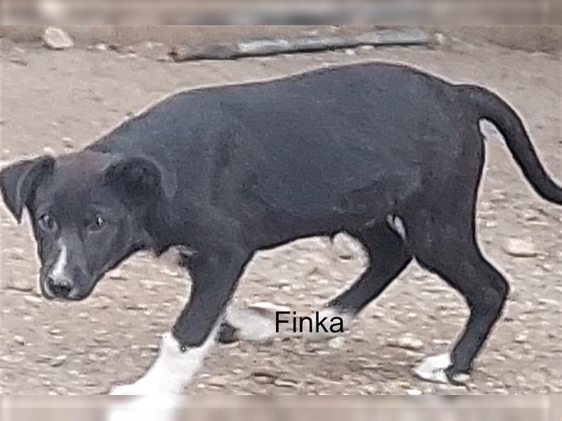 FINKA - endlich ankommen dürfen