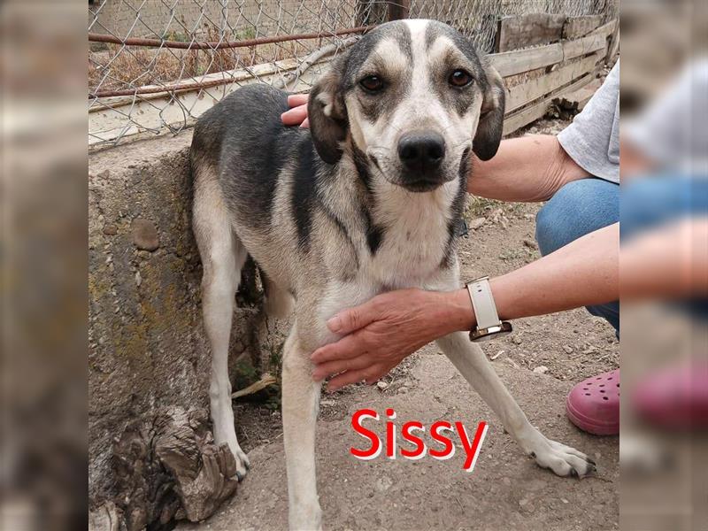 SISSY ❤ sucht Zuhause oder Pflegestelle