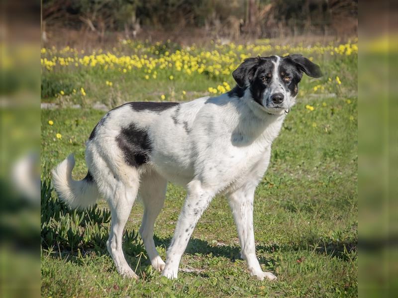 Cleo, eine sanfte und liebe junge Hündin!