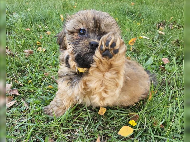 Shih-Tzu/Yorkshire