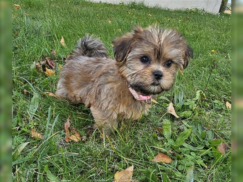 Shih-Tzu/Yorkshire