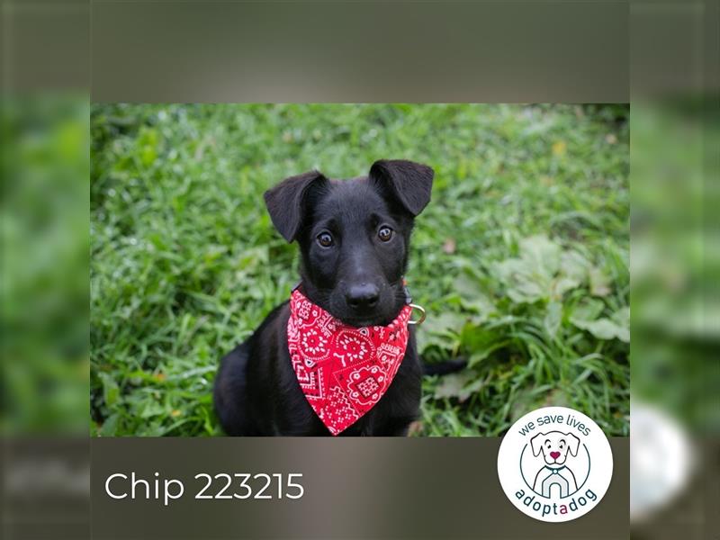 Chip 223215: Hundekind sucht ein Zuhause