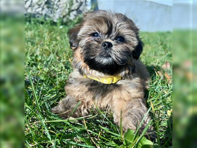 Shih-Tzu/ Yorkshire Welpen