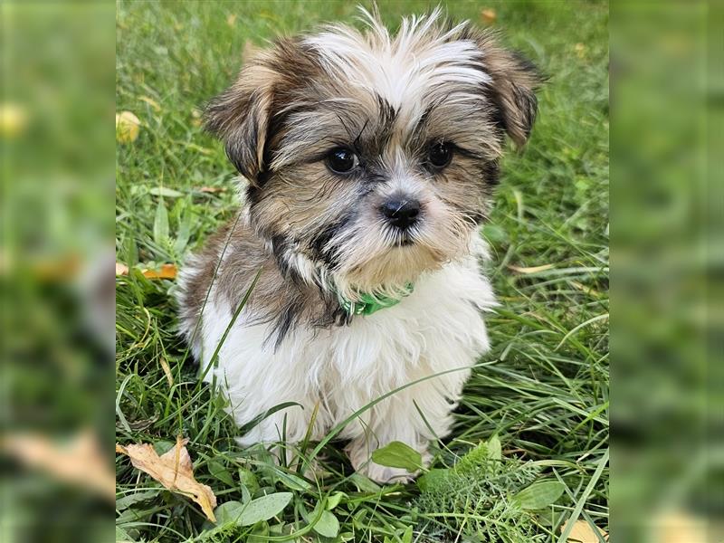 Shih-Tzu/ Yorkshire Welpen