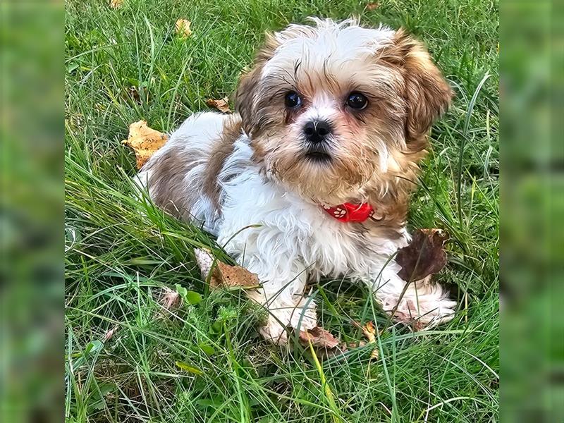 Shih-Tzu/ Yorkshire Welpen