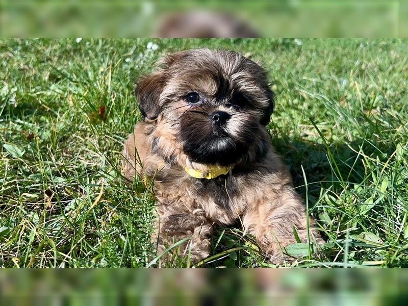 Shih-Tzu/ Yorkshire Welpen