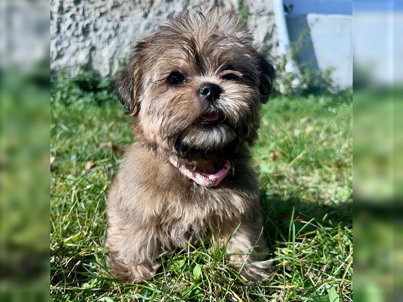 Shih-Tzu/ Yorkshire Welpen