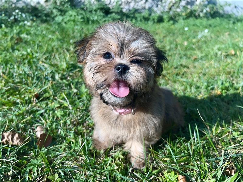 Shih-Tzu/ Yorkshire Welpen