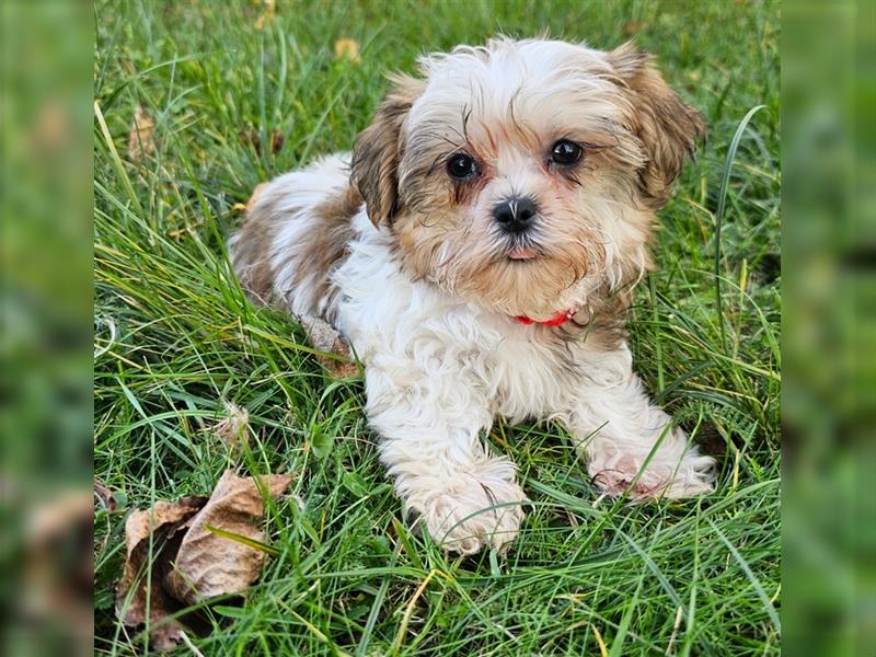 Shih-Tzu/ Yorkshire Welpen