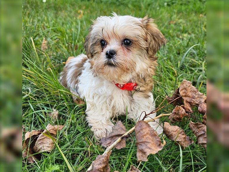 Shih-Tzu/ Yorkshire Welpen