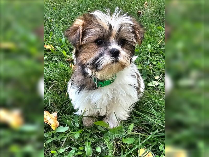 Shih-Tzu/ Yorkshire Welpen