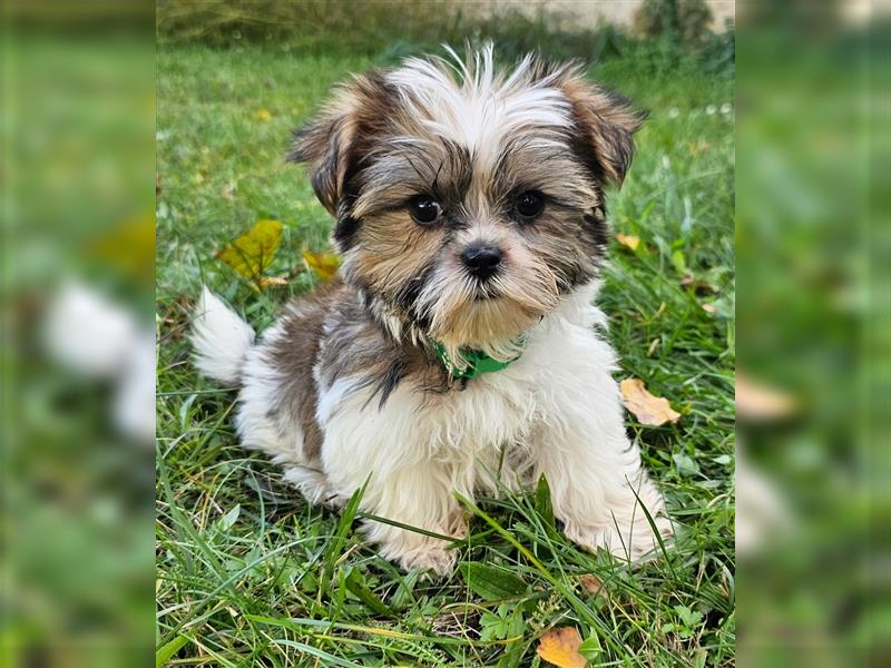 Shih-Tzu/ Yorkshire Welpen