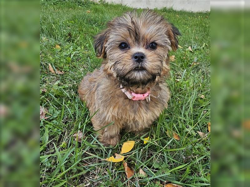 Shih-Tzu/Yorkshire