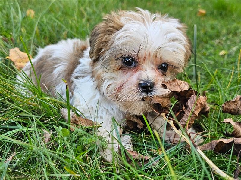 Shih-Tzu/Yorkshire