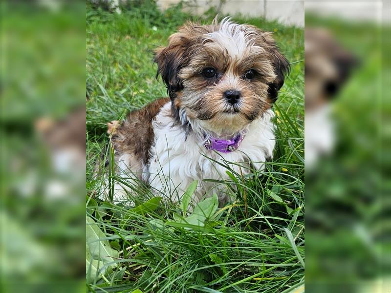 Shih-Tzu/Yorkshire