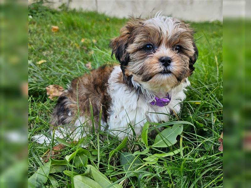 Shih-Tzu/Yorkshire