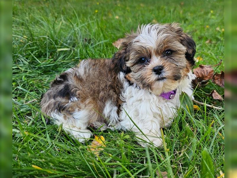 Shih-Tzu/Yorkshire