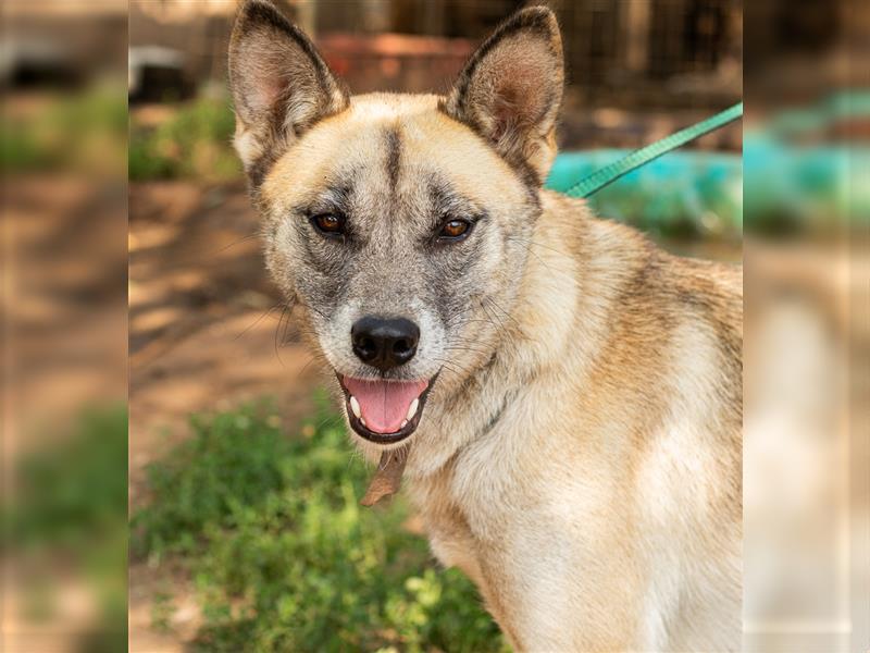 Galga, großes Mädchen sucht nach einer 2. Chance