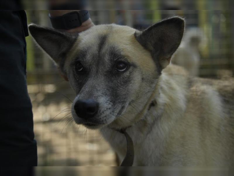 Galga, großes Mädchen sucht nach einer 2. Chance