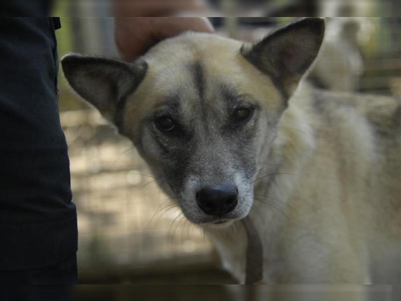 Galga, großes Mädchen sucht nach einer 2. Chance