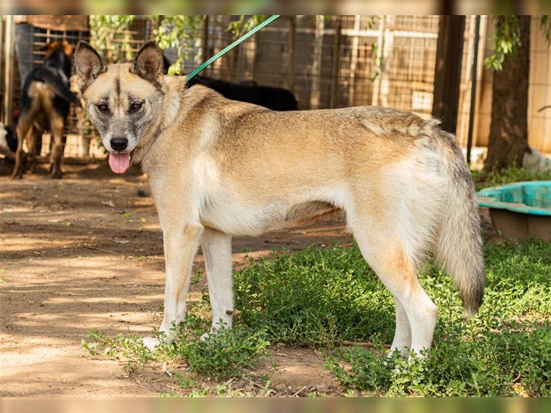 Galga, großes Mädchen sucht nach einer 2. Chance