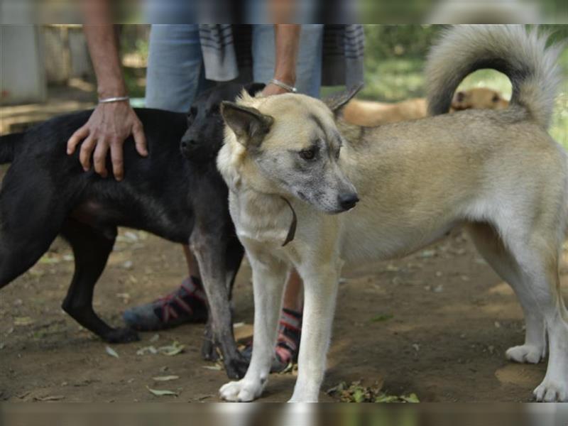 Galga, großes Mädchen sucht nach einer 2. Chance