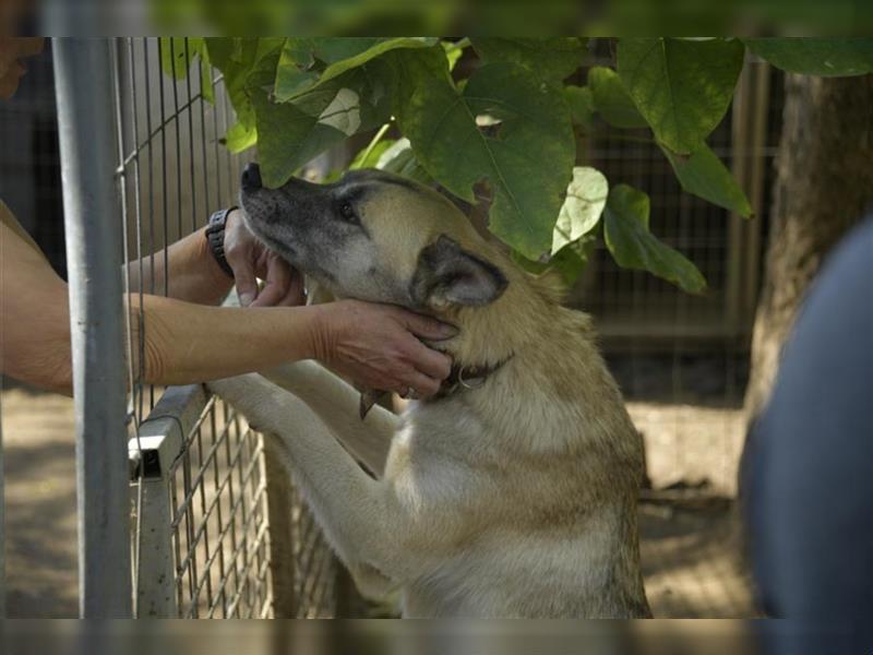 Galga, großes Mädchen sucht nach einer 2. Chance