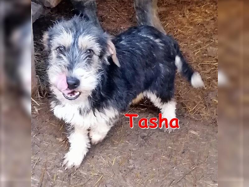 TASHA ❤ sucht ihr Für-Immer-Zuhause