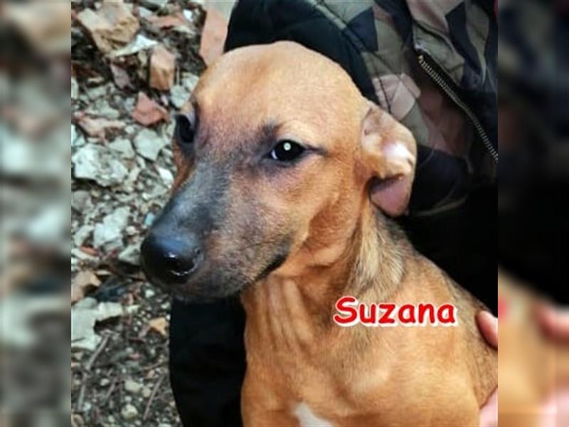 SUZANA ❤ sucht dringend ihr Für-Immer-Zuhause