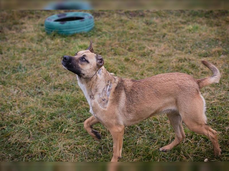 BERTA - neugieriger Balljunkie mit kleinem Handicap sucht Menschen mit Hundeerfahrung