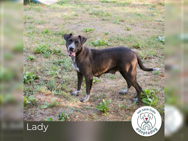 Lady: Sucht ein Zuhause