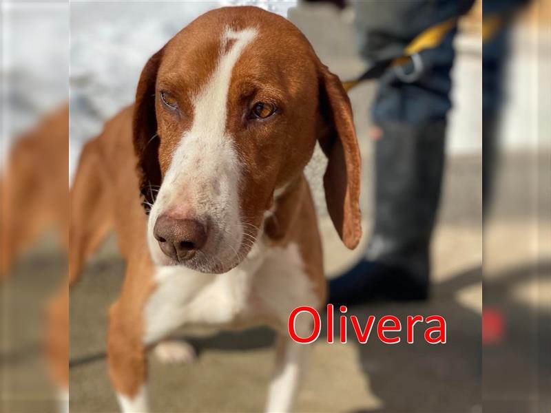 OLIVERA ❤ sucht Zuhause oder Pflegestelle
