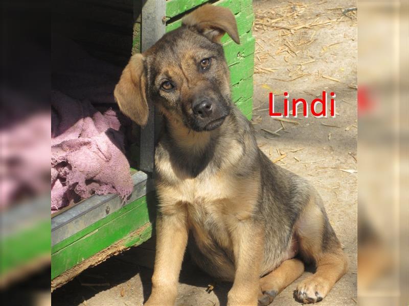 LINDI ❤ sucht Zuhause oder Pflegestelle