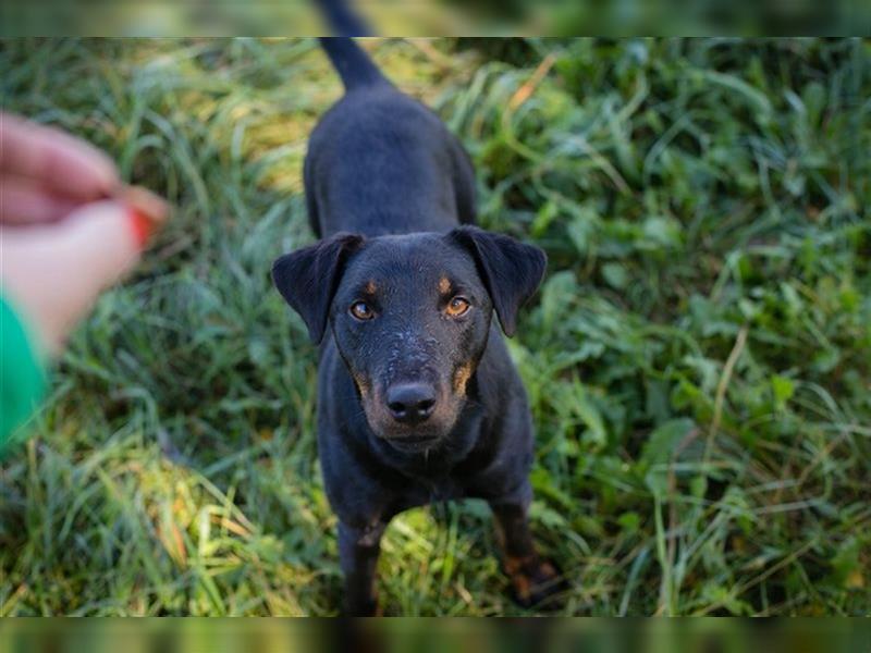 HOLLY - die süße Terrier-Mix Hündin sucht eine liebe Familie zum Kuscheln